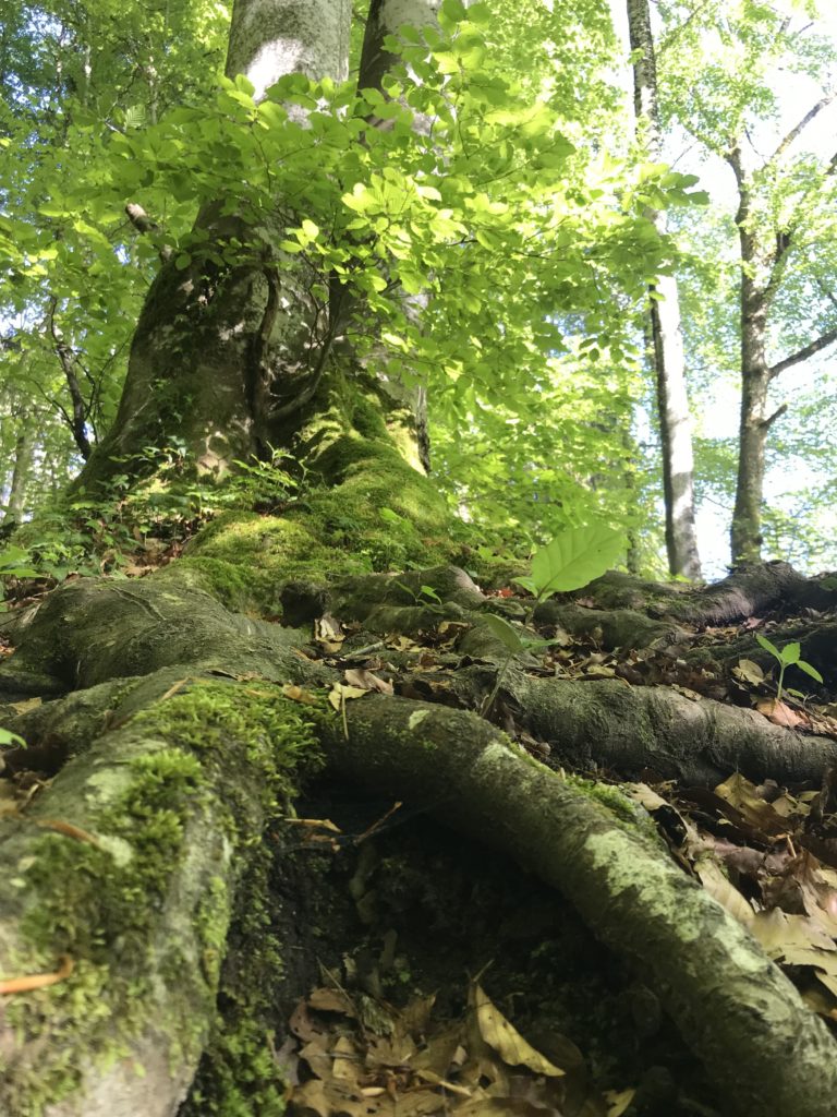 Racines de Hêtre Tribu