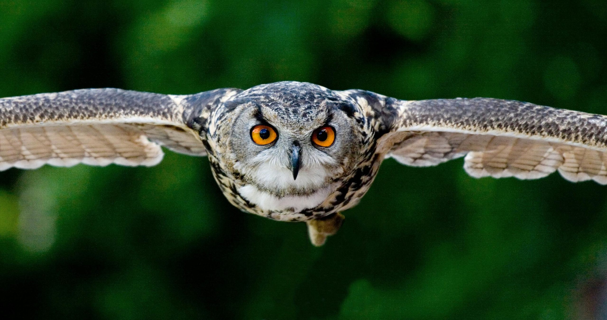 Hibou newsletter